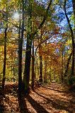The Old Trace_25065